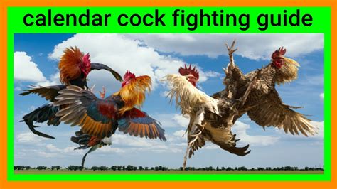 lunar calendar for cockfighting 2024|Lunar Calendar Cockfighting Ultimate Guide Variety Vlog05.
